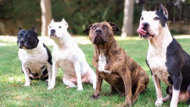 Las razas de perros más peligrosas para los niños, según la ciencia