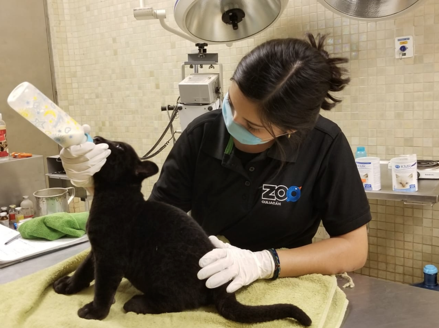 ¡Awww! Nació el primer jaguar macho en cautiverio del Zoológico de Culiacán 