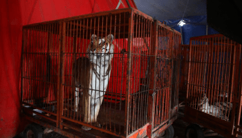 A 4 años de la prohibición del uso de animales en circos, se desconoce la ubicación de mil 600 ejemplares