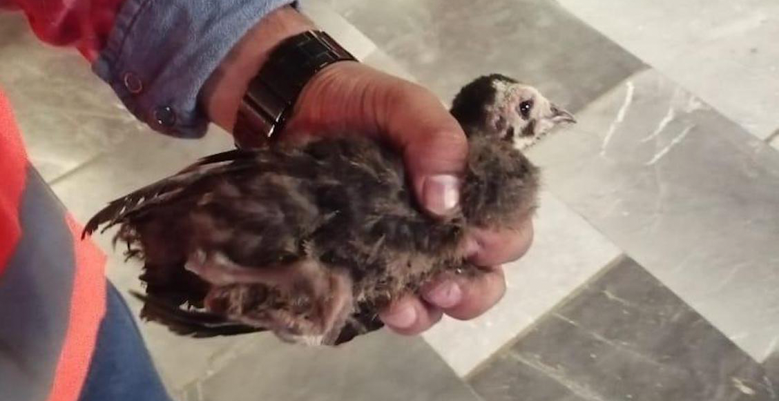 ¡Ternurita! Rescatan a un pequeño guajolote en el Metro Pantitlán