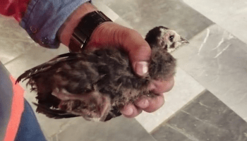 ¡Ternurita! Rescatan a un pequeño guajolote en el Metro Pantitlán