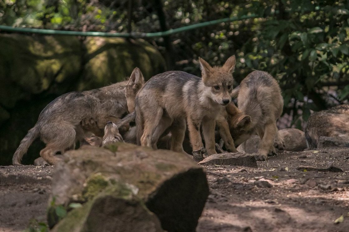 concurso-nombre-lobos-chapultepec-lobitos-6-sedema-02