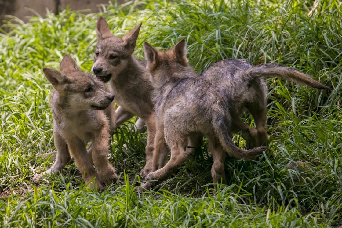 concurso-nombre-lobos-chapultepec-lobitos-6-sedema-03