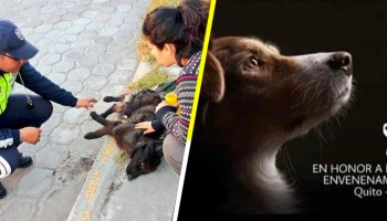 Malditos: Donan alimento envenenado a refugios y matan a más de 20 perritos