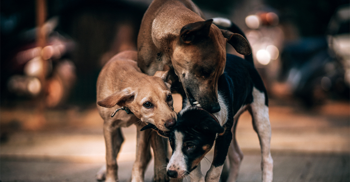 Exhiben a mujer que maltrata a los perros que rescata en las calles de la CDMX