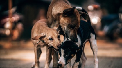 Exhiben a mujer que maltrata a los perros que rescata en las calles de la CDMX