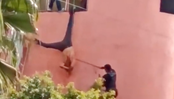 pinata-jalisco-ladron-policias-video-cantan