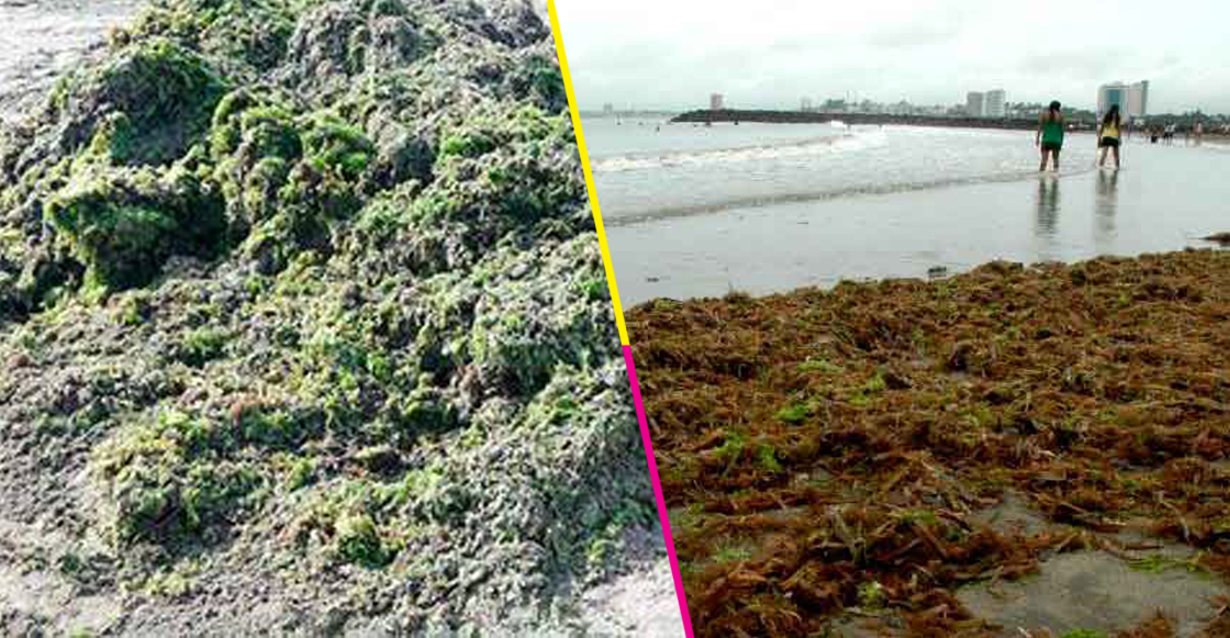 A Boca del Río, Veracruz, comenzó a llegar sargazo verde; no es peligrosa para los bañistas