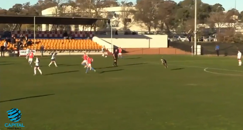 Un canguro se sintió futbolista y paró por media hora un partido de futbol