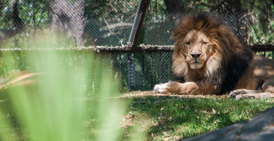 Revelan exceso de austeridad en cuidado de animales de zoológicos CDMX; la 4T corrige