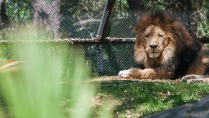 Revelan exceso de austeridad en cuidado de animales de zoológicos CDMX; la 4T corrige