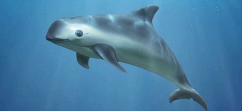 quedan-10-ejemplares-de-vaquita-marina-en-todo-el-mundo