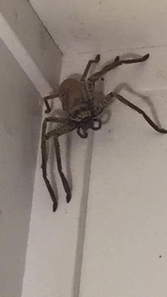 ¡WTF! Esta araña gigante se resguardó en una casa de Australia 