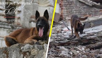 Gracias por todo, amigo: Murió Chichí, el perrito rescatista del 19S