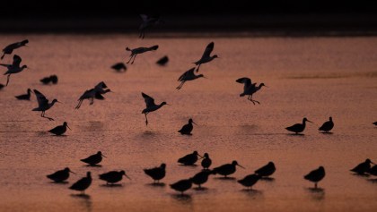 En 50 años desaparecieron 3 mil millones de aves en Estados Unidos y Canadá