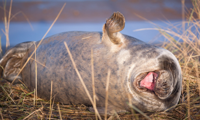 concurso-premia-las-fotos-mas-comicas-de-la-naturaleza 