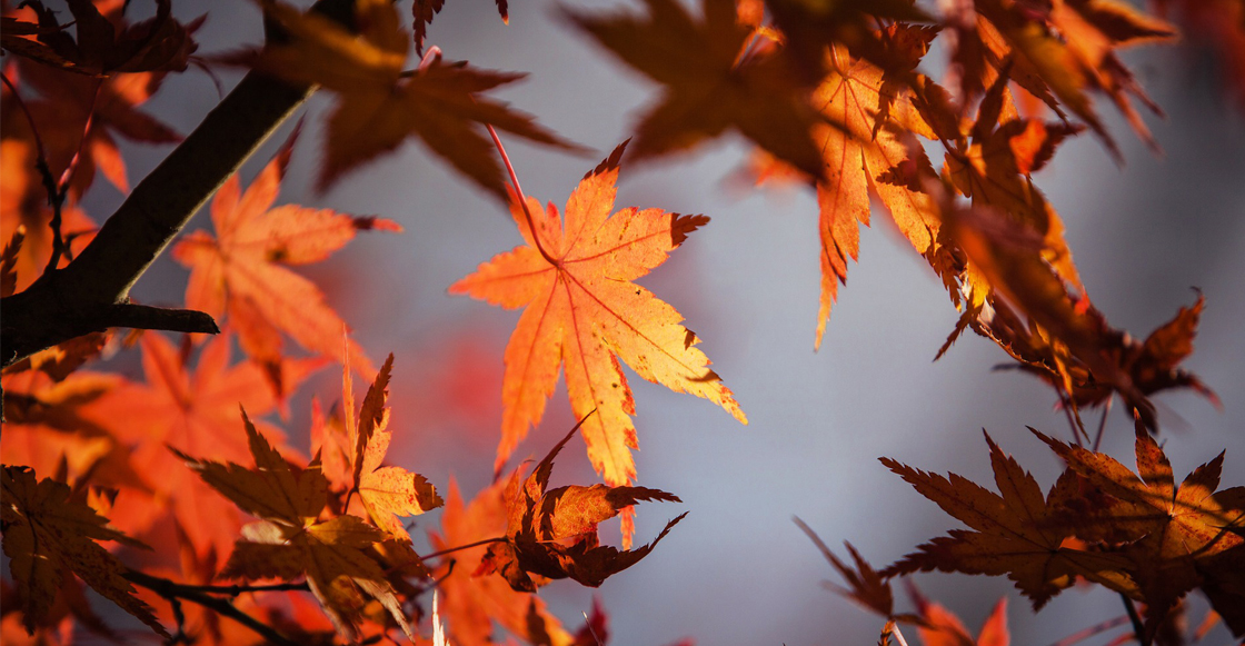 ¡Abusados! El otoño ya llegó y trae consigo al frente frío número 1