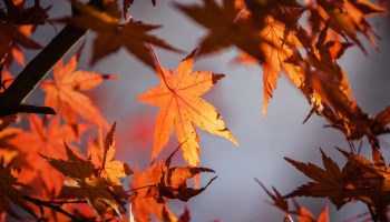 ¡Abusados! El otoño ya llegó y trae consigo al frente frío número 1