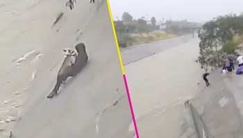 ¡Héroes! Así fue como unos jóvenes arriesgaron su vida con tal de salvar a un perrito de ahogarse