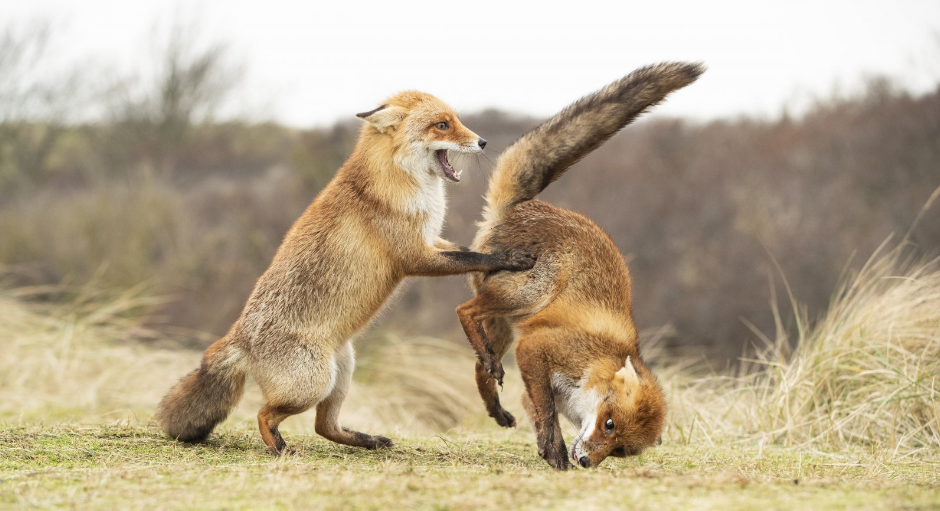 concurso-premia-las-fotos-mas-comicas-de-la-naturaleza 