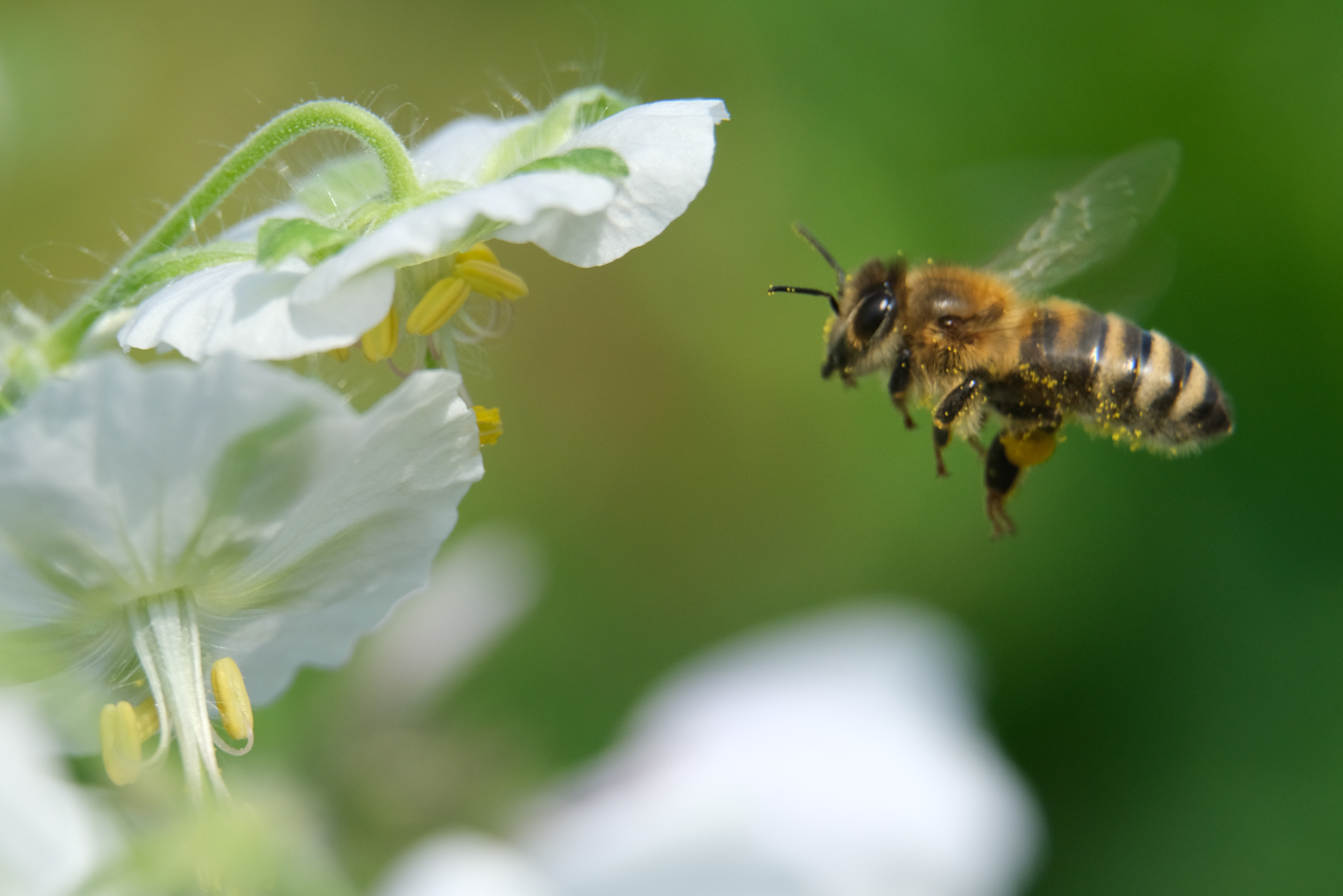 ¡Es oficial! Las abejas son declaradas como el animal más importante de la Tierra