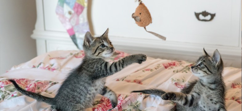 Así fue como dos gatos salvaron la vida de sus dueños cuando se derrumbó su casa