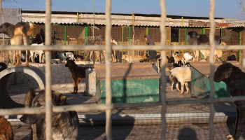 ¡¿Poooor?! Envenenan a 20 perros "callejeros" con comida que dejaron en bolsas