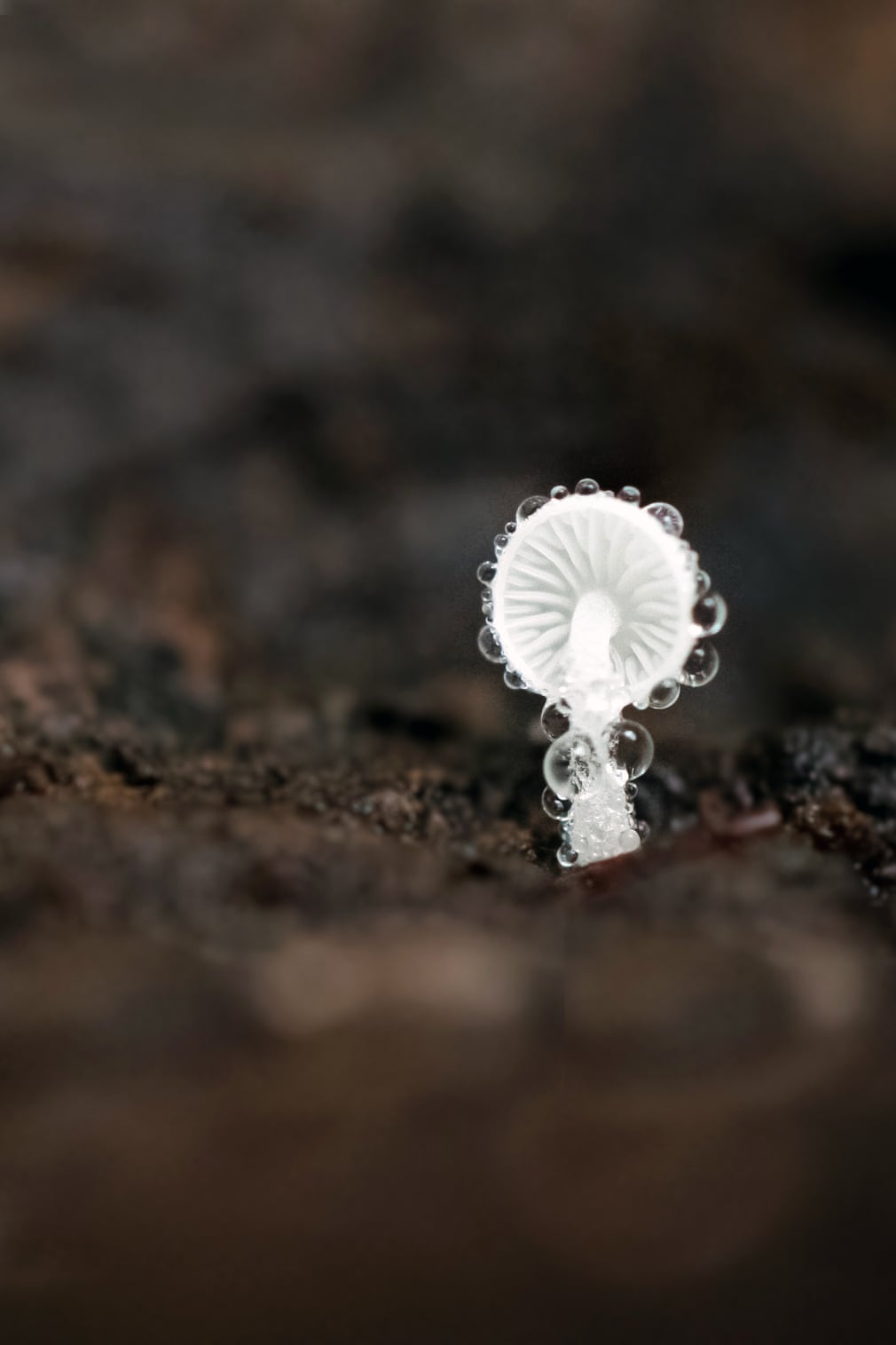 Estas son las fotografías ganadoras del British Ecological Society 2019 