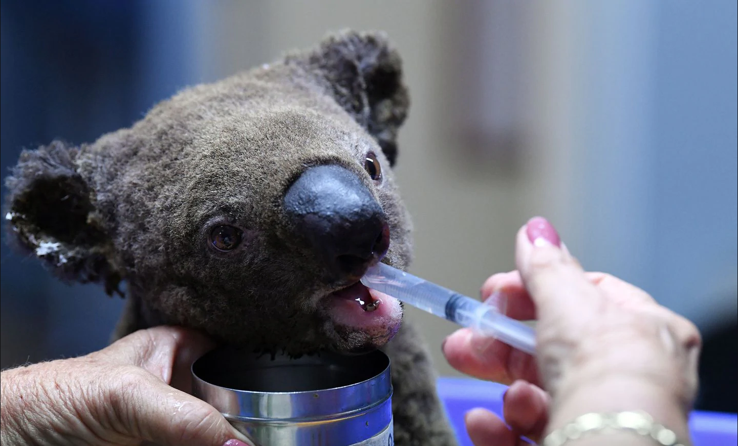 mujer-rescata-koala-video-fotos-valiente-incendios-australia-03