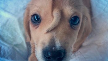 Este cachorrito 'unicornio' nació con una cola en la cabeza y es lo más adorable del mundo