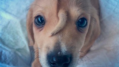 Este cachorrito 'unicornio' nació con una cola en la cabeza y es lo más adorable del mundo