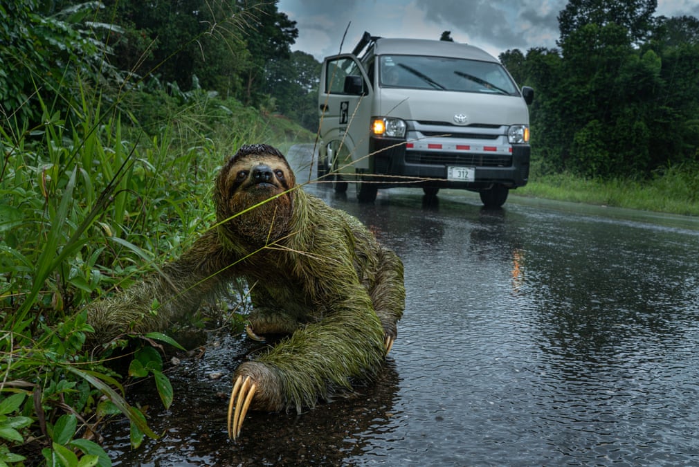 Estas son las fotografías ganadoras del British Ecological Society 2019 