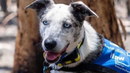 Conoce a ‘Oso’, el perro rescatista que ayuda a buscar koalas entre los incendios de Australia