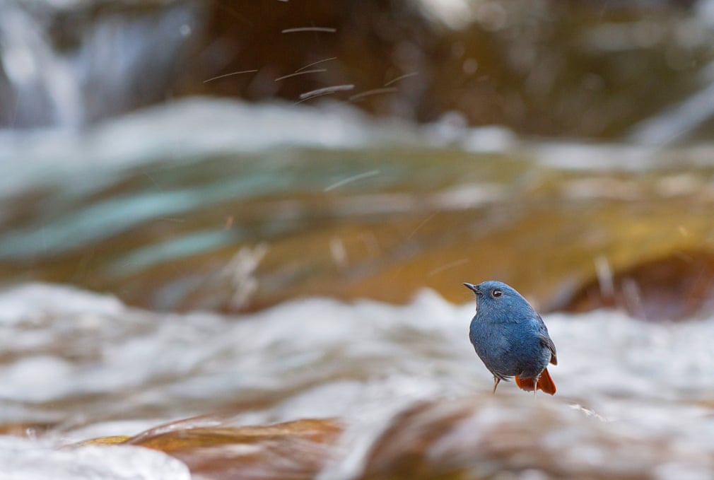 Estas son las fotografías ganadoras del British Ecological Society 2019 