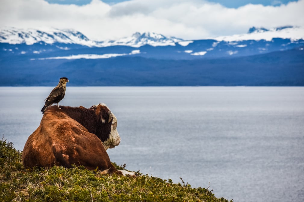 Estas son las fotografías ganadoras del British Ecological Society 2019 