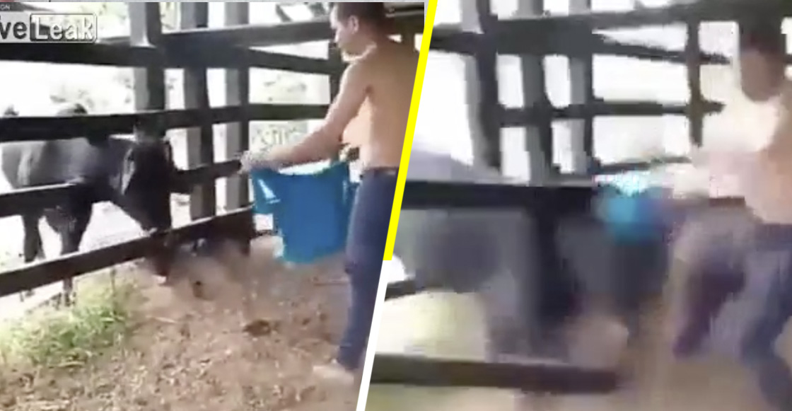 Karma instantáneo: Sujeto se burla de una vaca que está atrapada y recibe su merecido