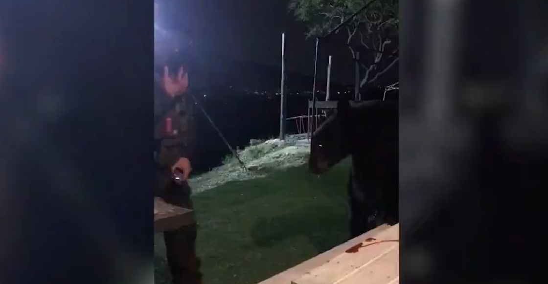 Un oso irrumpió mientras jugaban gotcha... y se pusieron a interactuar con él