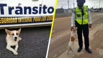 Ella es Esme, la perrita callejera que ahora es ‘policía de tránsito’ en Nuevo León