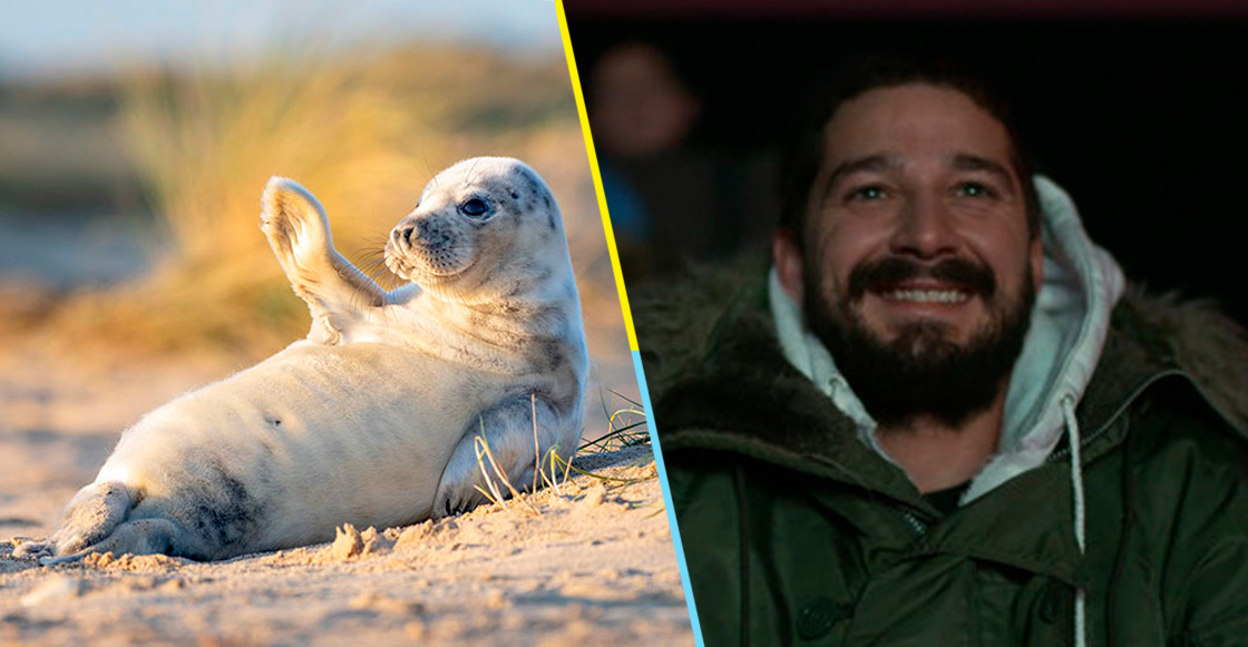 Esta bebé foca es tan fotogénica, que ahora es la sensación de internet