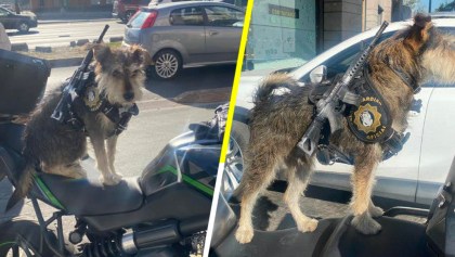 Panadería de la CDMX contrata a un perrito como guardia de seguridad Y ES HERMOSO