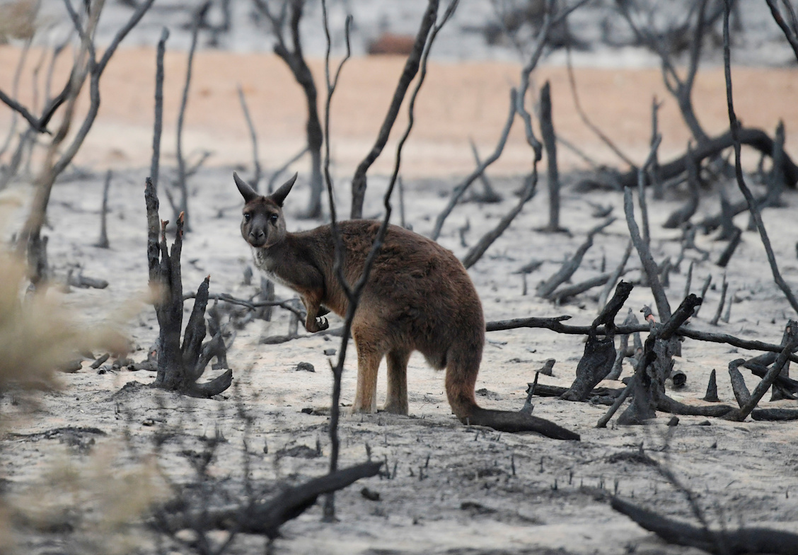 Australia-lluvias-incendios-forestales