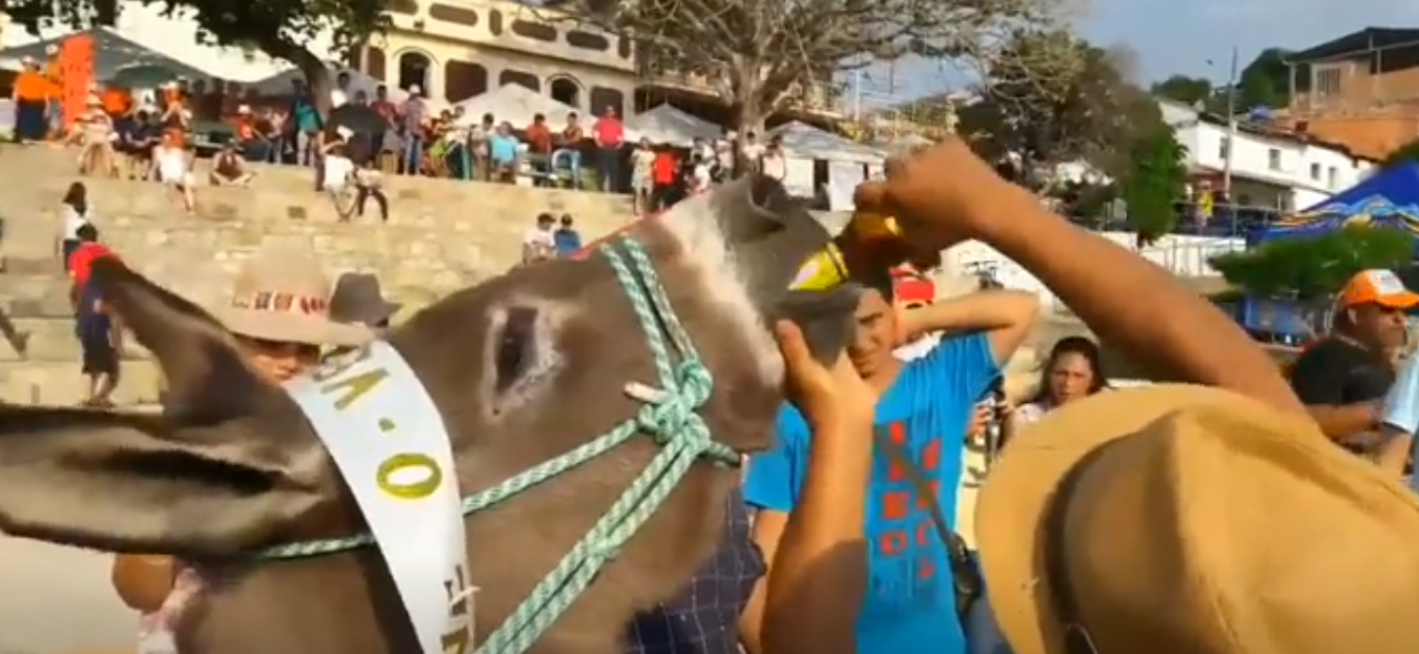 Un burro fue obligado a beber cerveza por la nariz tras ganar una carrera en Colombia