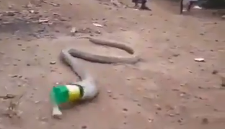 Estragos de la contaminación: Graban cómo una serpiente vomita una botella de plástico en la India