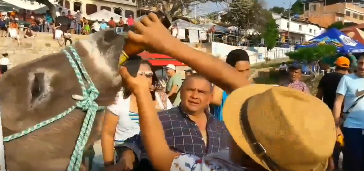 Un burro fue obligado a beber cerveza por la nariz tras ganar una carrera en Colombia