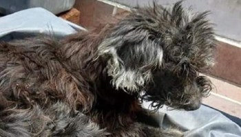 Mundo enfermo y triste: Abandonaron a su perrita y le pegaron los ojos con pegamento para que no vuelva a casa