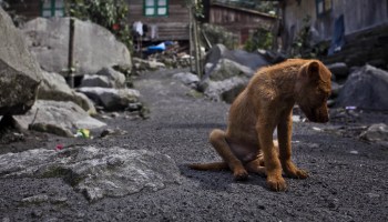 Nadie abandona a tantos perritos en Latinoamérica como los mexicanos