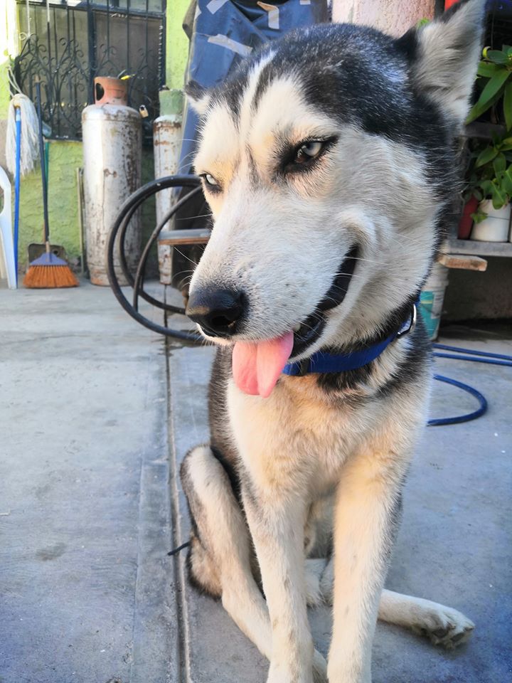 Falleció Max, el perrito que vendía cupcakes para pagar su tratamiento contra el cáncer