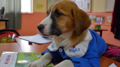 Findik, el perrito rescatado por maestros que ahora es un alumno más de su escuela