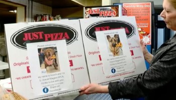 Pizzería usa sus cajas para ayudar a que los perros de un refugio sean adoptados