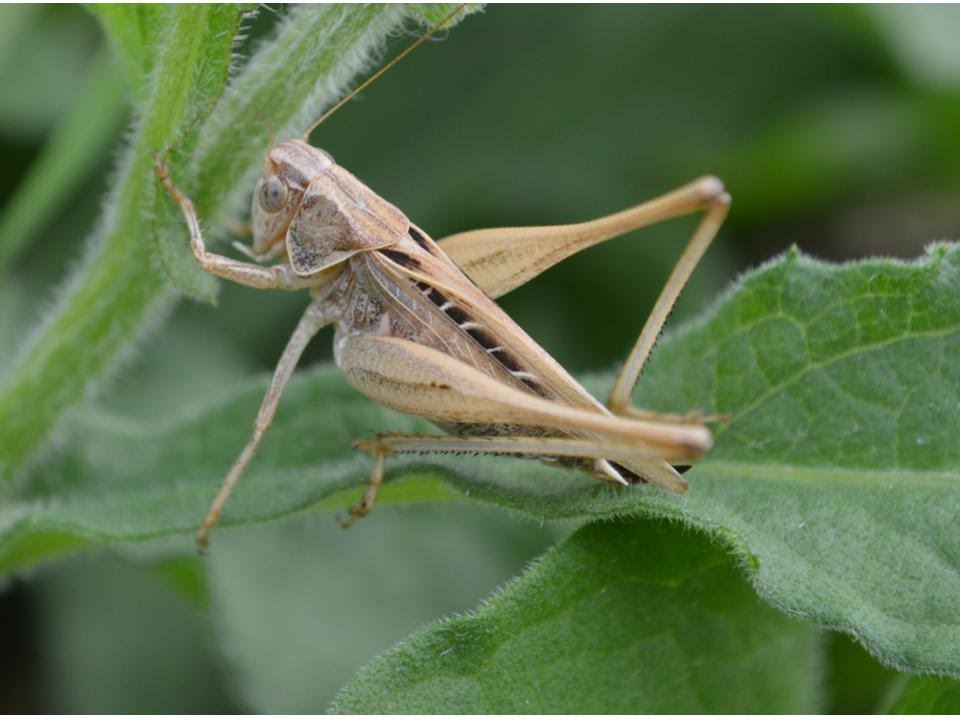 chapulín-animal-insecto